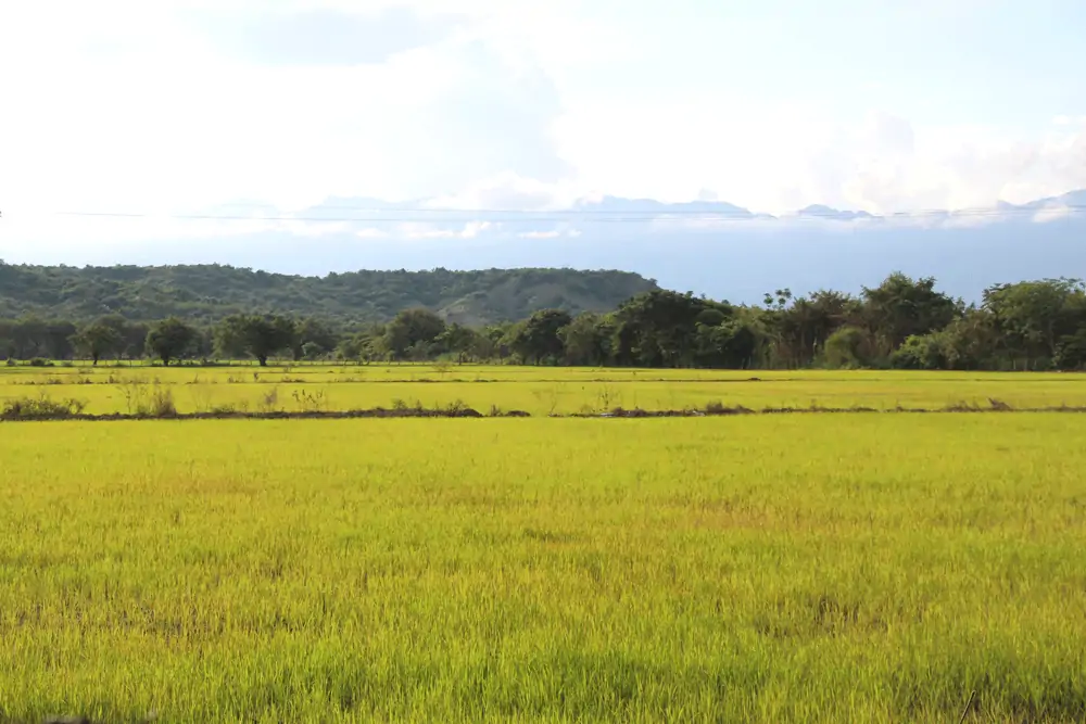 les rizières sur la route de Tatacoa