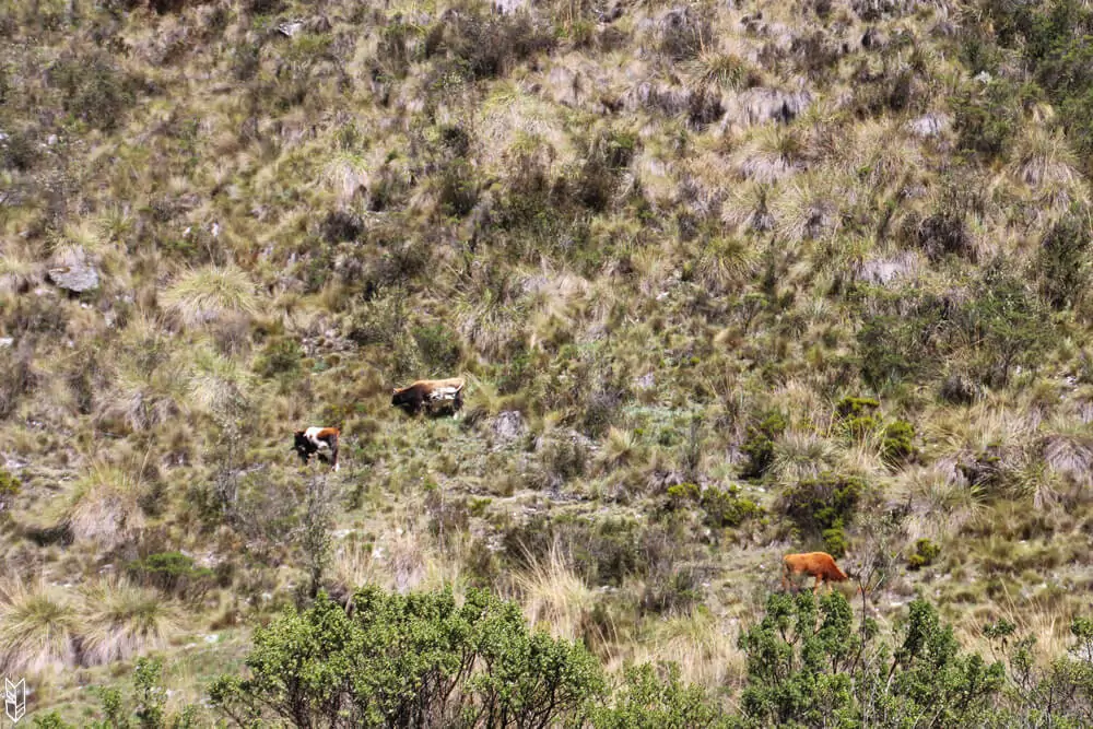 trekking à la laguna 69
