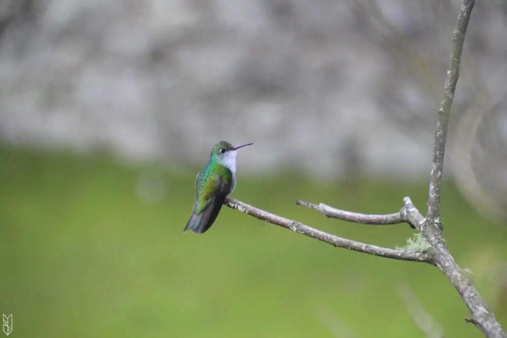 rencontre avec un colibri