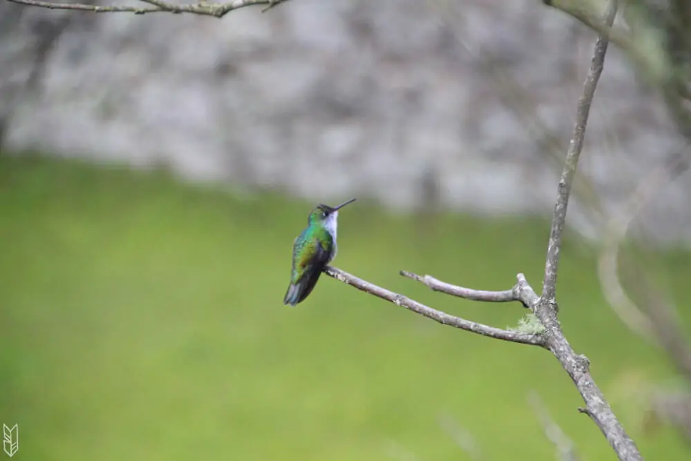 rencontre avec un colibri