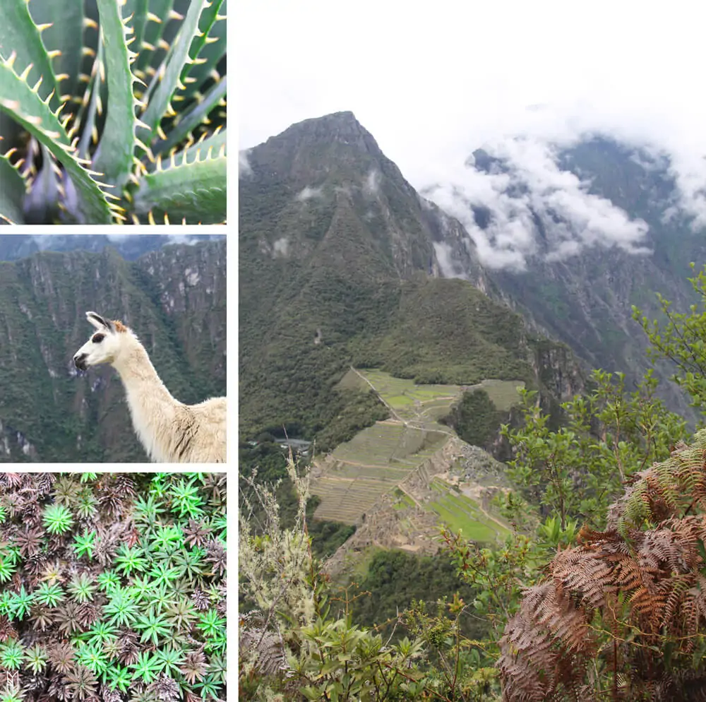 Le Huayna Picchu