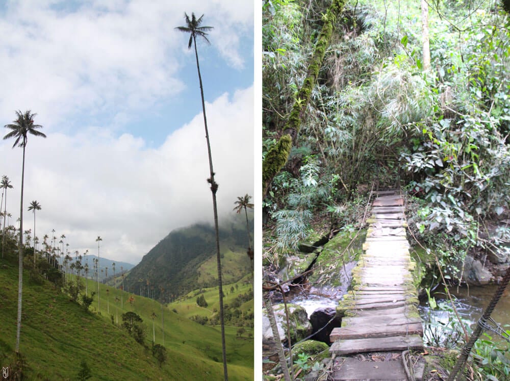 randonnée dans la vallée de Cocora - Salento