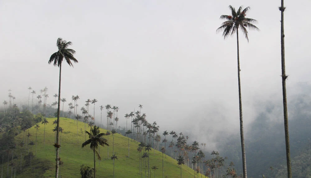 l'incroyable vallée de Cocora