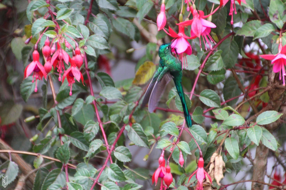 prendre le temps de regarder les colibris en Colombie