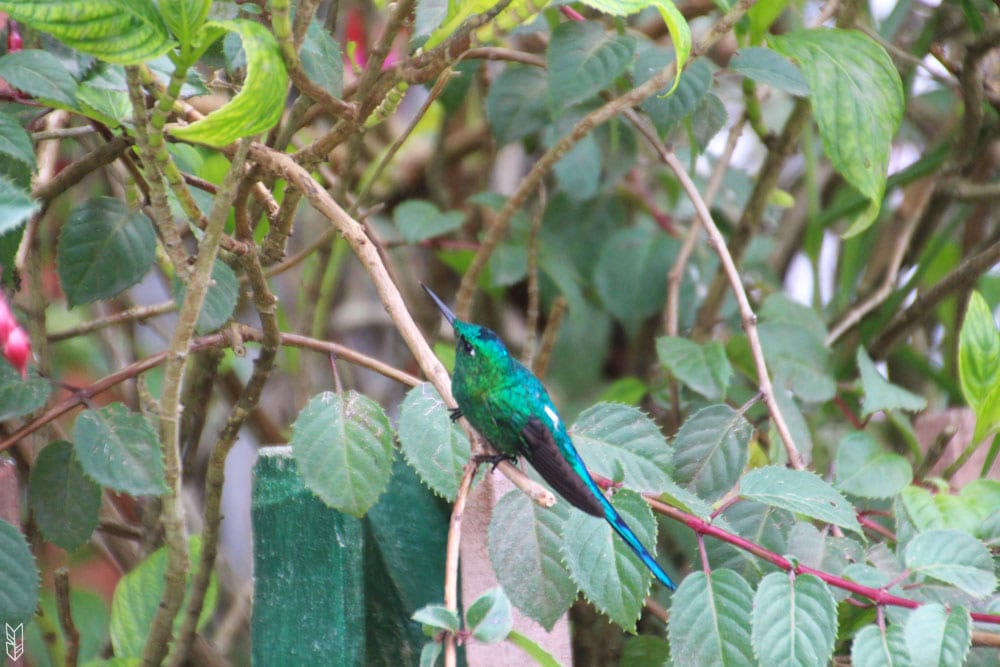 L'une des 165 espèces de colibris en Colombie