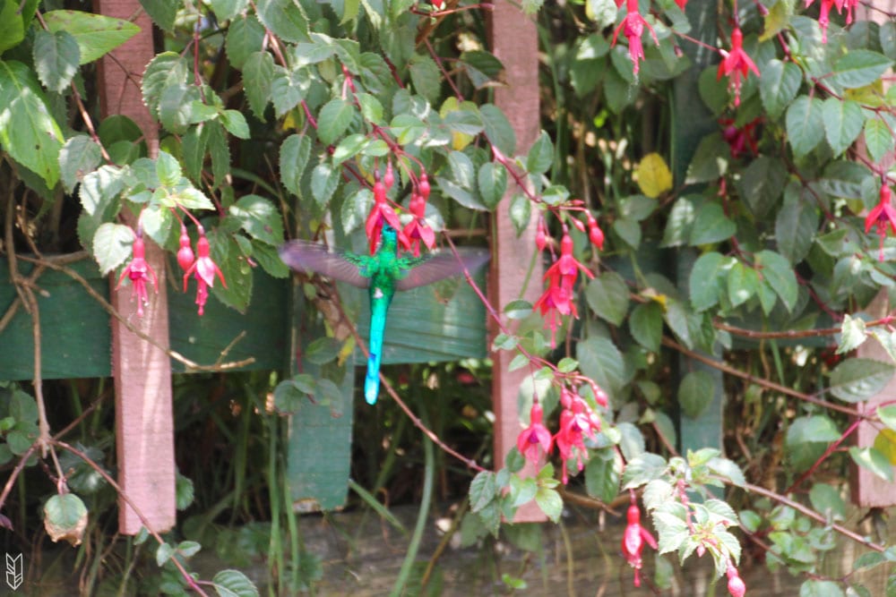 prendre le temps de regarder les colibris en Colombie