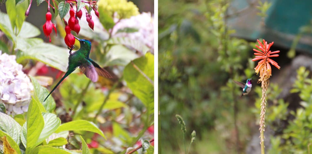 les colibris en plein déjeuner à Cocora