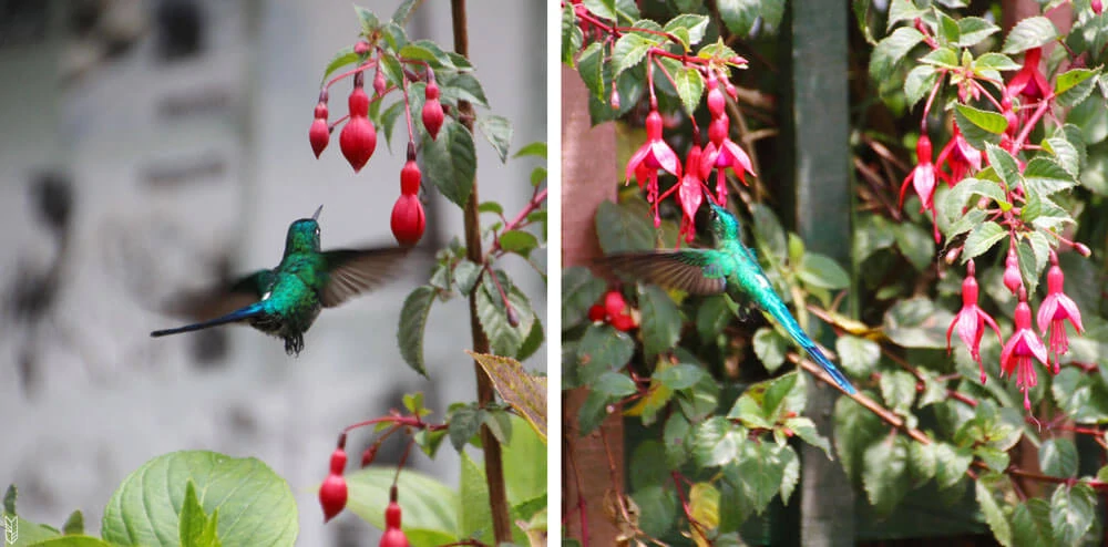 les colibris en plein déjeuner à Cocora
