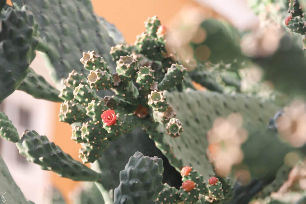 cactus en fleur