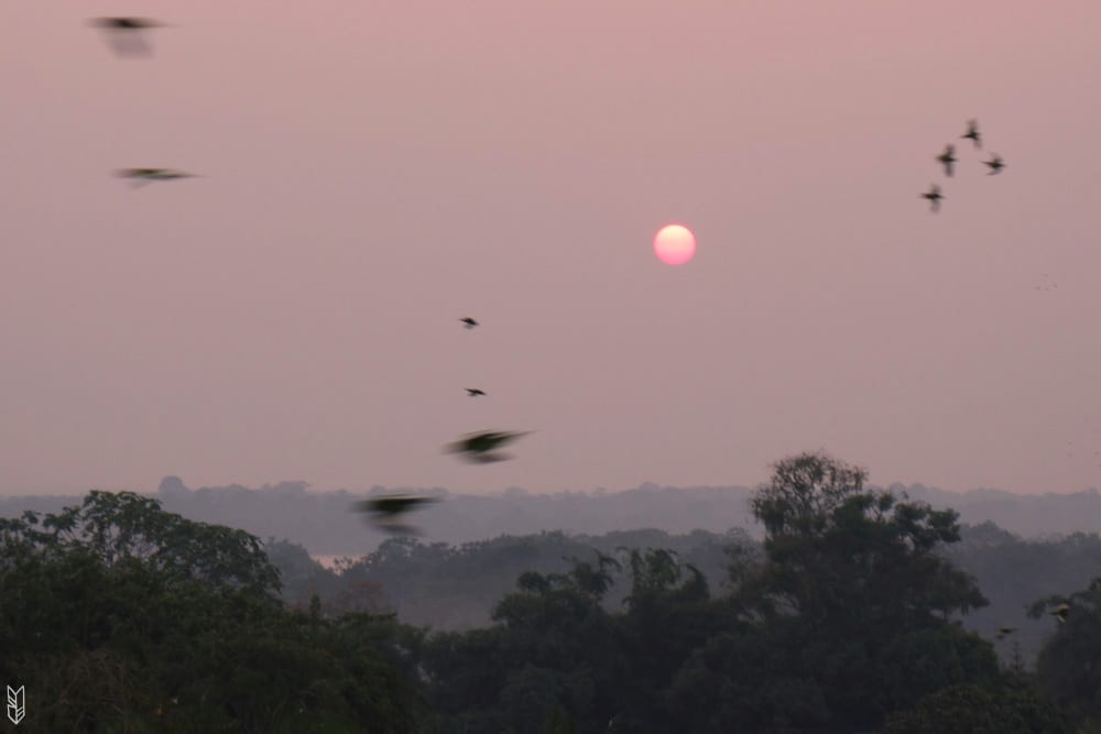 voir le coucher de soleil et les centaines de perroquets à Leticia