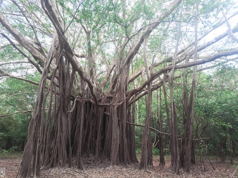 les arboles caminantes ou arbres marcheurs d'Amazonie