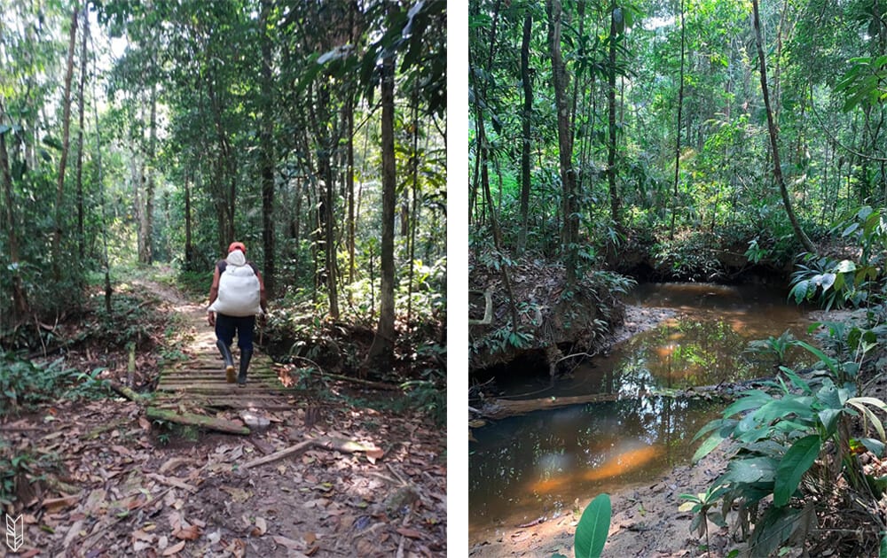 trekking en Amazonie
