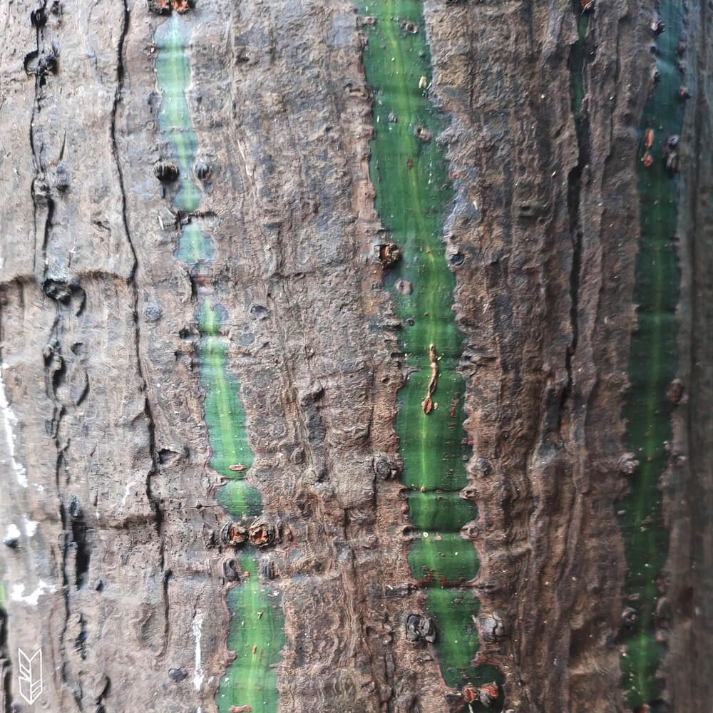 tomber amoureuse des différentes variétés d'arbres