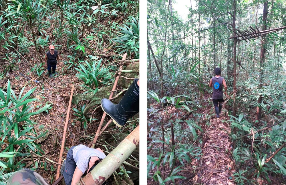 jouer à cache-cache en forêt amazonienne