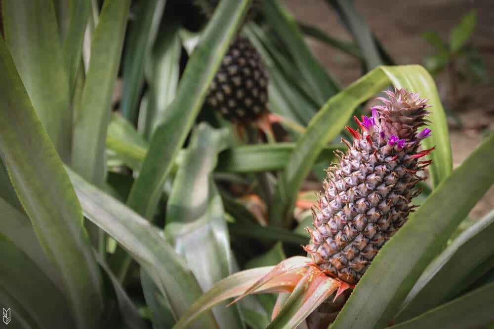 des ananas sauvages