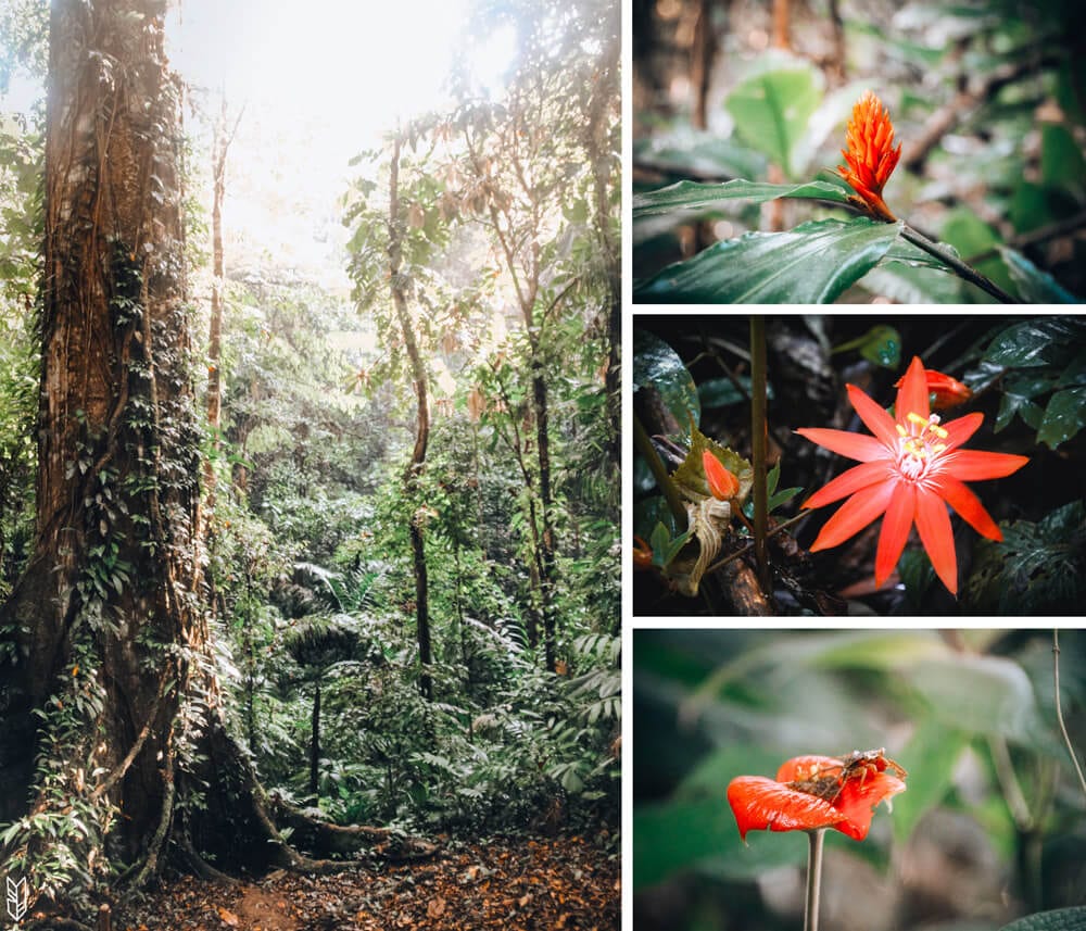 randonnée dans la jungle du Chocó