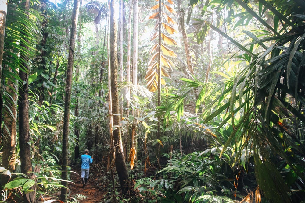 randonnée dans la jungle du Chocó