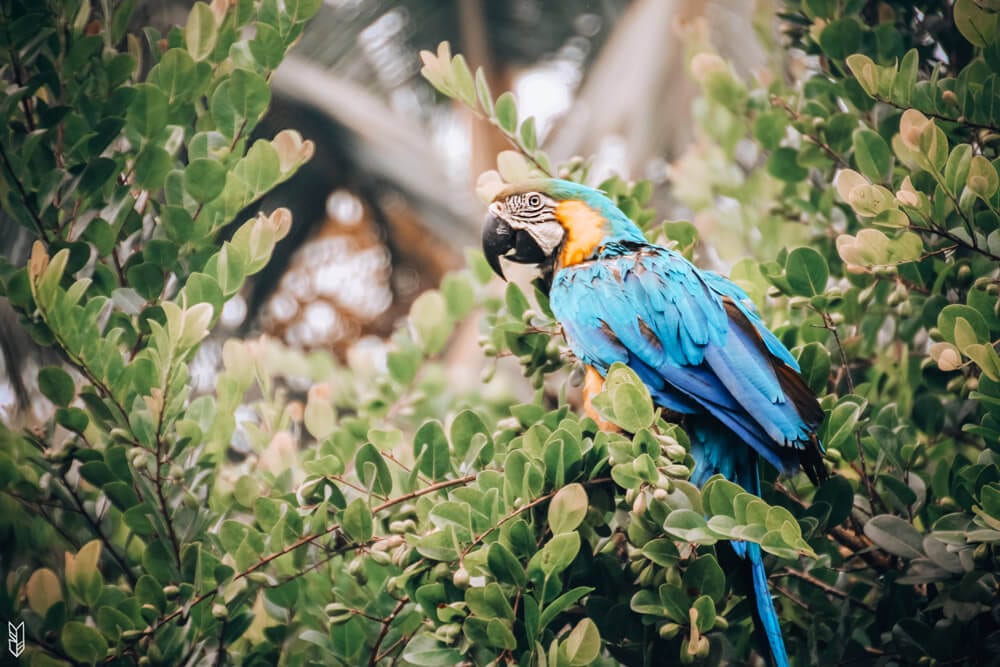 Voir des animaux à Bahia Solano