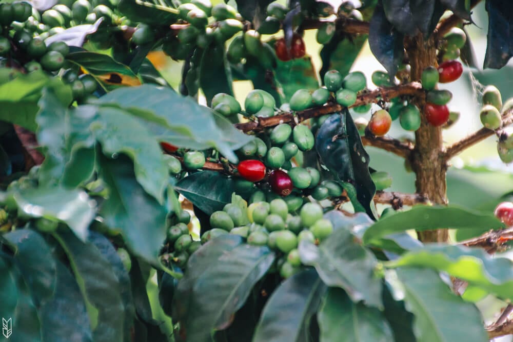 Plantation de café à Jardín