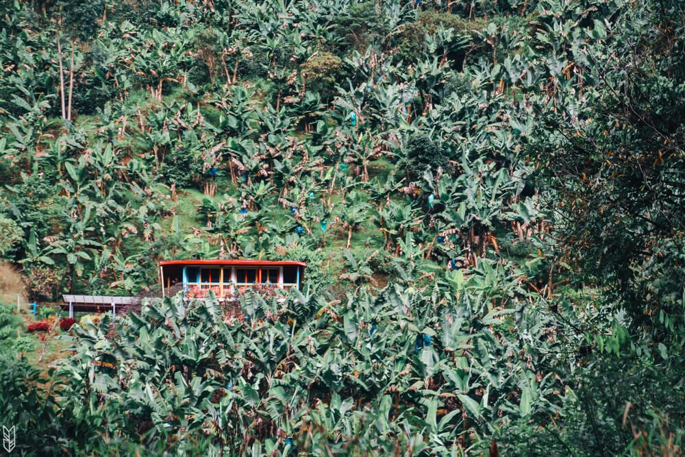 Une finca perdue dans un champs de bananeirs