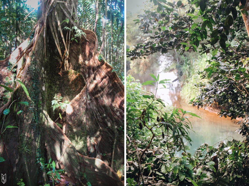 randonnée dans la jungle du Chocó