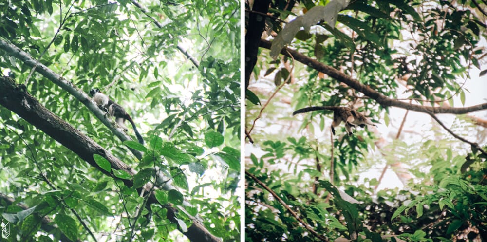 randonnée dans la jungle du Chocó