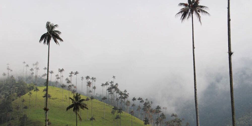 l'incroyable vallée de Cocora