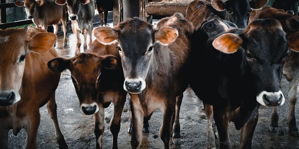 J'ai décidé d'arrêter de manger de la viande en Argentine